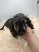Hudson, a male Doxiepoo for sale in Ashland, AL – 4 of 10