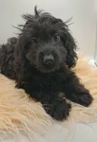 Livey , a female Doxiepoo for sale in Ashland, AL – 5 of 10