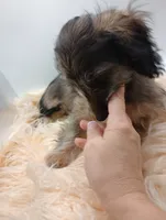 Romeo, a male Doxiepoo for sale in Ashland, AL – 7 of 7