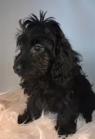 Livey , a female Doxiepoo for sale in Ashland, AL – 3 of 10