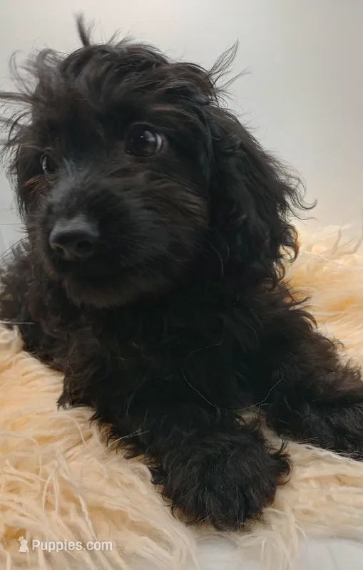 Livey  – Doxiepoo puppy for sale in Ashland, AL