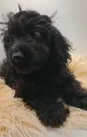 Livey , a female Doxiepoo for sale in Ashland, AL – 1 of 10
