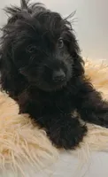 Livey , a female Doxiepoo for sale in Ashland, AL – 6 of 10