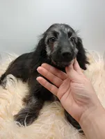 Hudson, a male Doxiepoo for sale in Ashland, AL – 9 of 10