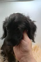 Oliver, a male Doxiepoo for sale in Ashland, AL – 3 of 7