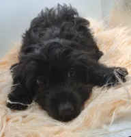 Livey , a female Doxiepoo for sale in Ashland, AL – 4 of 10