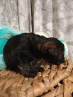 Daisy, a female Yorkshire Terrier for sale in Ashland, AL – Photo 3 of 8