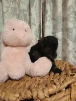 Daisy, a female Yorkshire Terrier for sale in Ashland, AL – Photo 8 of 8