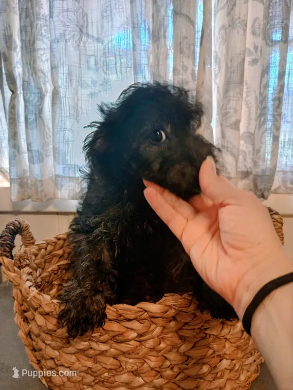 Daisy – Yorkshire Terrier puppy for sale in Ashland, AL