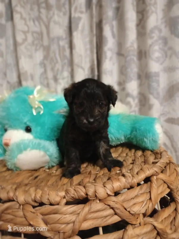 Daisy – Yorkshire Terrier puppy for sale in Ashland, AL