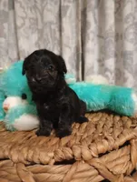 Daisy, a female Yorkshire Terrier for sale in Ashland, AL – Photo 4 of 8