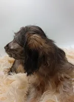 Romeo, a male Doxiepoo for sale in Ashland, AL – 2 of 7