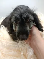 Hudson, a male Doxiepoo for sale in Ashland, AL – 8 of 10