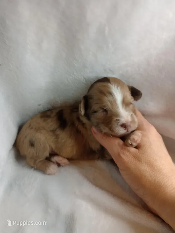 Sammie – Aussiedoodle puppy for sale in Ashland, AL