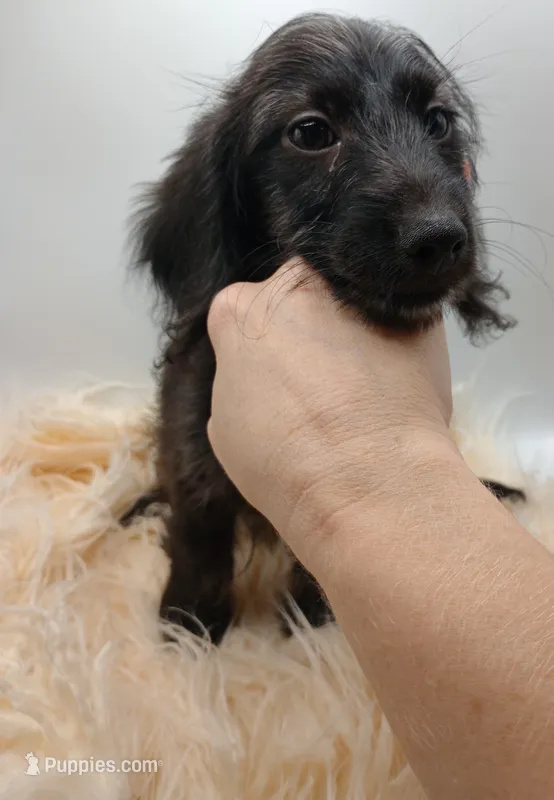 Oliver – Poodle - Toy , Miniature Dachshund puppy for sale in Ashland, AL
