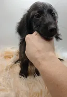 Oliver, a male Doxiepoo for sale in Ashland, AL – 4 of 7