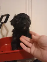 Drake Toy, a male Aussiedoodle for sale in Ashland, AL – 2 of 8