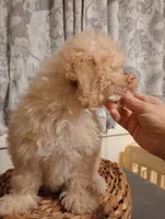 Molly, a female Cockapoo for sale in Ashland, AL – Photo 2 of 5