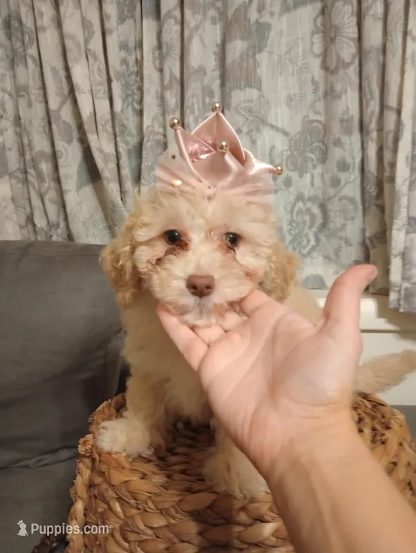 Molly – Cockapoo puppy for sale in Ashland, AL