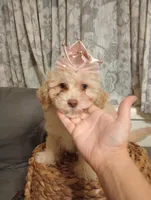 Molly, a female Cockapoo for sale in Ashland, AL – Photo 1 of 5