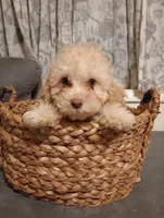 Molly, a female Cockapoo for sale in Ashland, AL – Photo 5 of 5