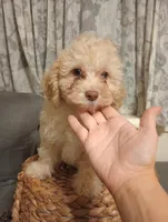 Molly, a female Cockapoo for sale in Ashland, AL – Photo 3 of 5