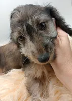 Romeo, a male Doxiepoo for sale in Ashland, AL – 5 of 7