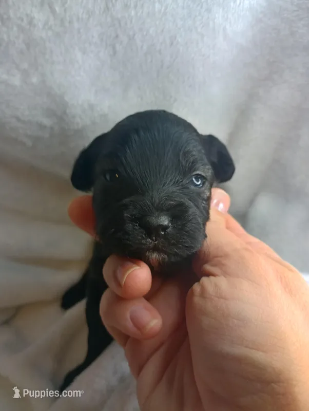 Drake Toy – Aussiedoodle puppy for sale in Ashland, AL