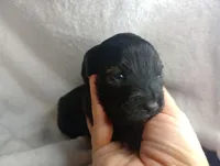 Drake Toy, a male Aussiedoodle for sale in Ashland, AL – 2 of 4