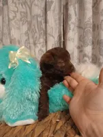 Finn, a male Yorkshire Terrier for sale in Ashland, AL – Photo 3 of 7