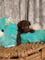 Finn, a male Yorkshire Terrier for sale in Ashland, AL – Photo 5 of 7