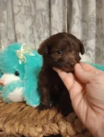 Finn, a male Yorkshire Terrier for sale in Ashland, AL – Photo 1 of 7