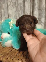 Finn, a male Yorkshire Terrier for sale in Ashland, AL – Photo 7 of 7