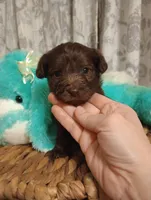 Finn, a male Yorkshire Terrier for sale in Ashland, AL – Photo 4 of 7