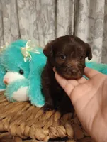 Finn, a male Yorkshire Terrier for sale in Ashland, AL – Photo 2 of 7