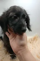 Oliver, a male Doxiepoo for sale in Ashland, AL – 2 of 7