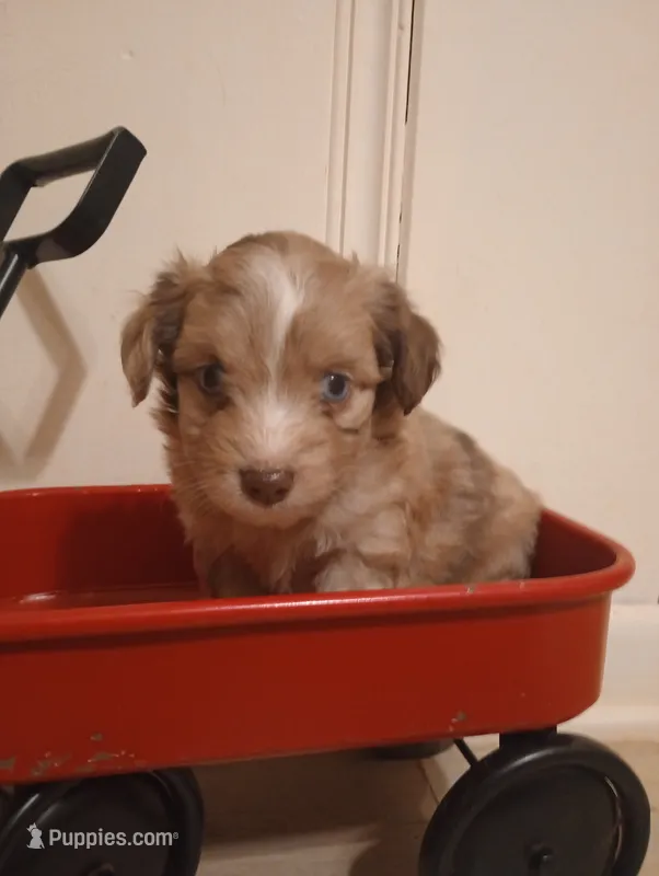 Sammie (TOY) – Aussiedoodle puppy for sale in Ashland, AL