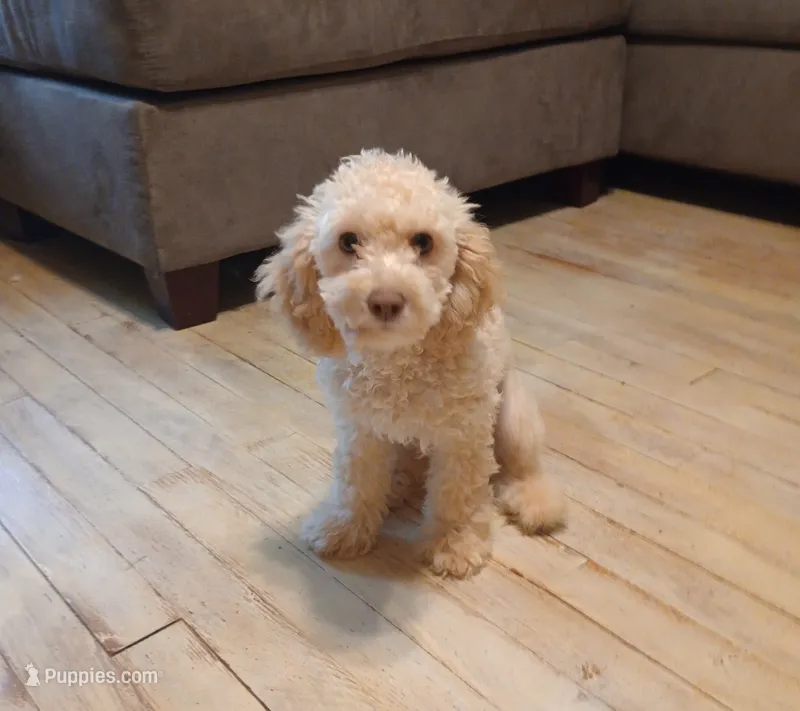 Molly (Toy) – Cockapoo puppy for sale in Ashland, AL