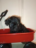 Drake Toy, a male Aussiedoodle for sale in Ashland, AL – 4 of 8