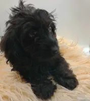 Livey , a female Doxiepoo for sale in Ashland, AL – 8 of 10