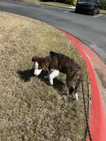 Luca, a male Border Collie for sale in Duluth, GA – Photo 5 of 6