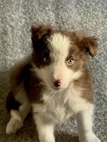 Luca, a male Border Collie for sale in Duluth, GA – Photo 2 of 6