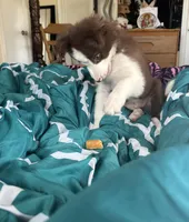 Luca, a male Border Collie for sale in Duluth, GA – Photo 4 of 6