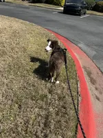 Luca, a male Border Collie for sale in Duluth, GA – Photo 6 of 6