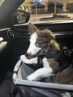 Luca, a male Border Collie for sale in Duluth, GA – Photo 3 of 6