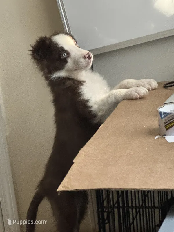 Luca – Border Collie puppy for sale in Duluth, GA