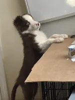 Luca, a male Border Collie for sale in Duluth, GA – Photo 1 of 6