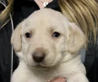 Cream boy, a male Labrador Retriever for sale in Littleton, CO – 2 of 2