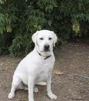Polar Wht girl, a  Labrador Retriever for sale in Littleton, CO – 4 of 4