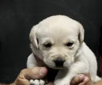 Wht Boy, a male Labrador Retriever for sale in Littleton, CO – 2 of 2
